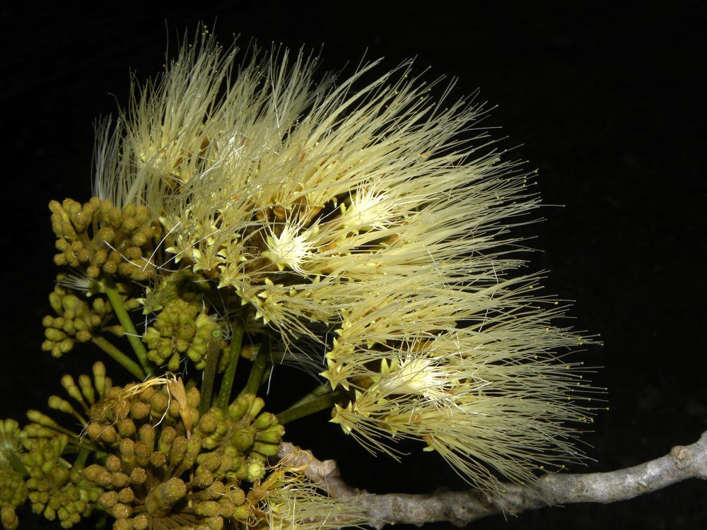 Iguá, Nauno - Vista 2